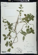 Lonicera oblongifolia image