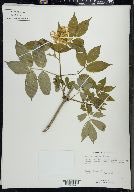 Sambucus racemosa subsp. racemosa image