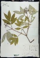 Sambucus racemosa subsp. racemosa image