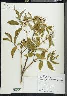 Sambucus racemosa subsp. racemosa image