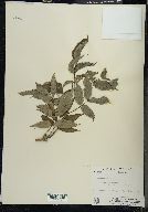 Sambucus racemosa subsp. racemosa image