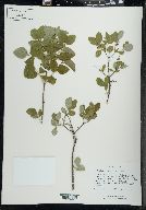 Symphoricarpos albus image