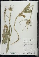 Dipsacus fullonum image