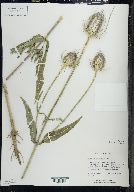 Dipsacus fullonum image