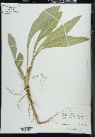 Dipsacus fullonum image