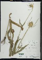 Dipsacus fullonum image