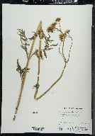 Valeriana uliginosa image