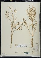 Valeriana edulis image