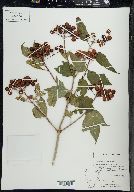 Viburnum trilobum image