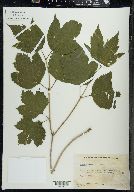 Viburnum trilobum image