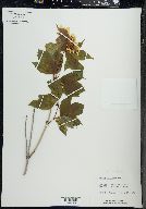 Viburnum trilobum image