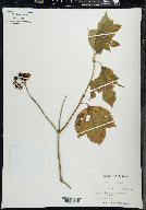 Viburnum trilobum image