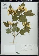 Viburnum trilobum image