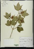 Viburnum trilobum image