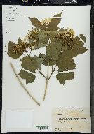 Viburnum trilobum image