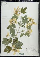 Viburnum trilobum image