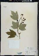 Viburnum trilobum image