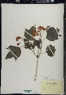 Viburnum trilobum image