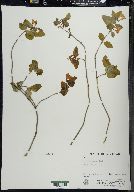 Lonicera canadensis image