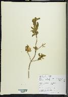 Lonicera canadensis image