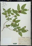 Lonicera canadensis image