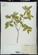 Lonicera canadensis image