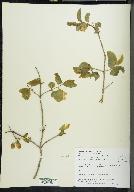 Lonicera canadensis image