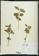 Lonicera canadensis image