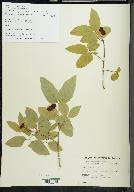 Lonicera canadensis image