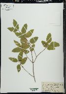 Lonicera canadensis image