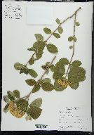 Viburnum lantana image