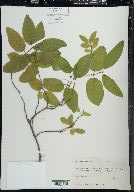 Lonicera canadensis image