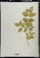 Lonicera canadensis image