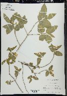 Lonicera canadensis image