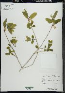 Lonicera canadensis image