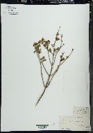 Lonicera canadensis image