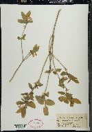 Lonicera canadensis image