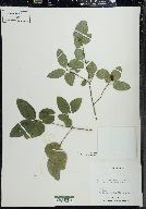 Lonicera canadensis image