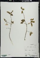 Lonicera canadensis image