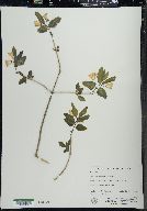 Lonicera canadensis image