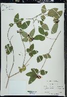 Lonicera canadensis image