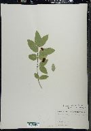 Lonicera canadensis image