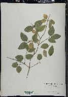 Lonicera canadensis image