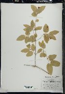 Lonicera canadensis image