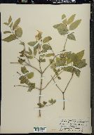 Lonicera canadensis image