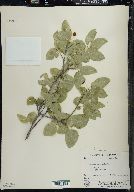 Lonicera canadensis image