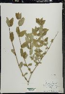 Lonicera canadensis image