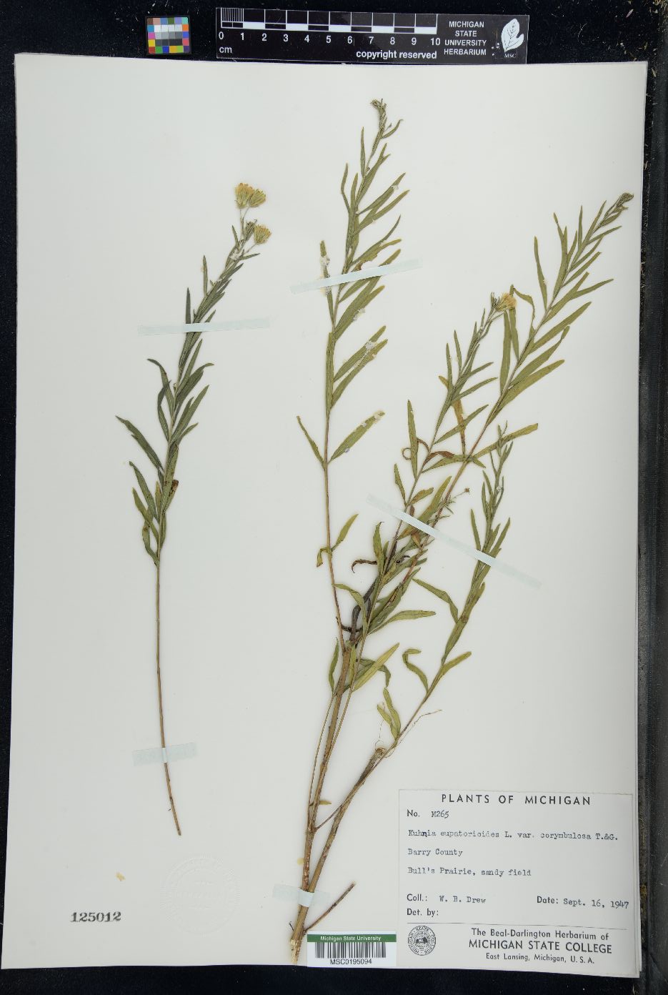 Kuhnia eupatorioides image