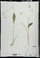 Krigia biflora image