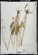 Krigia biflora image